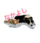 仲良しコンビそらとモカ（個別スタンプ：6）