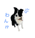 仲良しコンビそらとモカ（個別スタンプ：12）