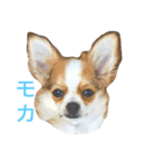 仲良しコンビそらとモカ（個別スタンプ：14）