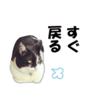 スタンプだけで会話する猫（個別スタンプ：11）