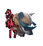 Lovely dogs along with you（個別スタンプ：1）