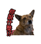 Lovely dogs along with you（個別スタンプ：2）