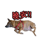 Lovely dogs along with you（個別スタンプ：3）