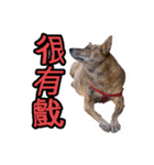 Lovely dogs along with you（個別スタンプ：4）