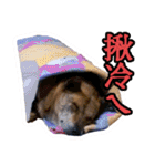 Lovely dogs along with you（個別スタンプ：5）