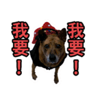 Lovely dogs along with you（個別スタンプ：7）
