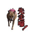 Lovely dogs along with you（個別スタンプ：8）
