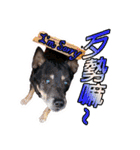 Lovely dogs along with you（個別スタンプ：9）
