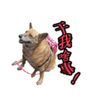 Lovely dogs along with you（個別スタンプ：10）