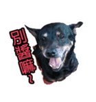 Lovely dogs along with you（個別スタンプ：11）