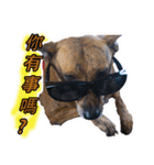 Lovely dogs along with you（個別スタンプ：13）