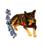 Lovely dogs along with you（個別スタンプ：15）