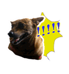 Lovely dogs along with you（個別スタンプ：16）