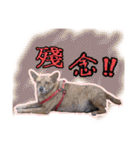 Lovely dogs along with you（個別スタンプ：17）
