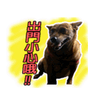 Lovely dogs along with you（個別スタンプ：18）