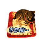Lovely dogs along with you（個別スタンプ：19）