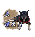 Lovely dogs along with you（個別スタンプ：20）