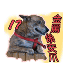 Lovely dogs along with you（個別スタンプ：21）