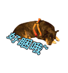 Lovely dogs along with you（個別スタンプ：23）