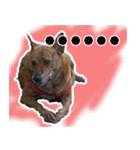 Lovely dogs along with you（個別スタンプ：24）