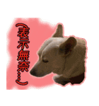 Lovely dogs along with you（個別スタンプ：25）