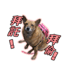 Lovely dogs along with you（個別スタンプ：26）