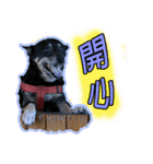 Lovely dogs along with you（個別スタンプ：27）