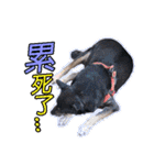 Lovely dogs along with you（個別スタンプ：28）