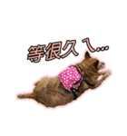 Lovely dogs along with you（個別スタンプ：29）