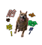 Lovely dogs along with you（個別スタンプ：30）