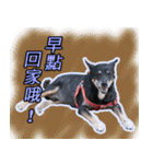 Lovely dogs along with you（個別スタンプ：32）