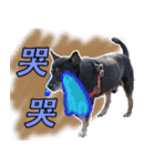 Lovely dogs along with you（個別スタンプ：33）