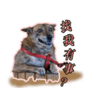 Lovely dogs along with you（個別スタンプ：34）