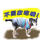 Lovely dogs along with you（個別スタンプ：35）