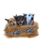Lovely dogs along with you（個別スタンプ：36）