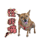 Lovely dogs along with you（個別スタンプ：39）