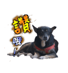 Lovely dogs along with you（個別スタンプ：40）