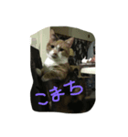 くりさんちのニャン5（個別スタンプ：1）