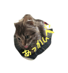 くりさんちのニャン5（個別スタンプ：6）