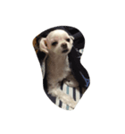 レモ犬（個別スタンプ：2）