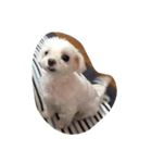 レモ犬（個別スタンプ：3）