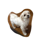 レモ犬（個別スタンプ：4）