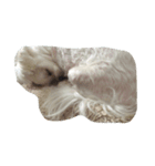 レモ犬（個別スタンプ：5）