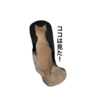 チワワのまろんとおともだち（個別スタンプ：4）