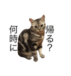 日常で使える犬.猫スタンプ（個別スタンプ：1）