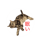 日常で使える犬.猫スタンプ（個別スタンプ：2）