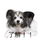 日常で使える犬.猫スタンプ（個別スタンプ：3）