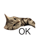 日常で使える犬.猫スタンプ（個別スタンプ：4）