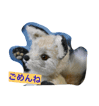 子ギツネちゃん（個別スタンプ：6）