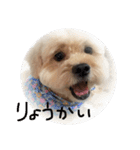 poncho2（個別スタンプ：1）